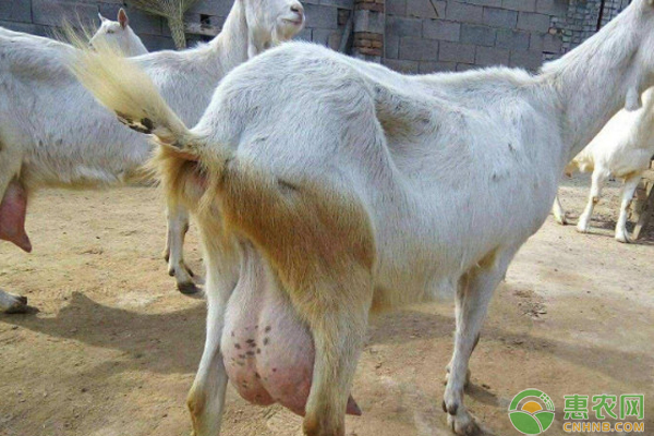 母羊流产后怎么饲养管理？-图片版权归惠农网所有