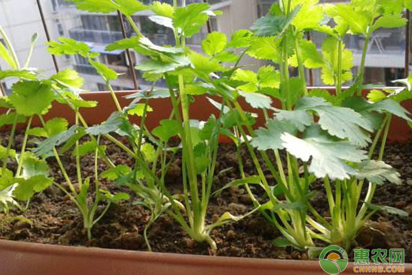 秋天如何盆种香菜？香菜盆栽的种植方法-图片版权归惠农网所有