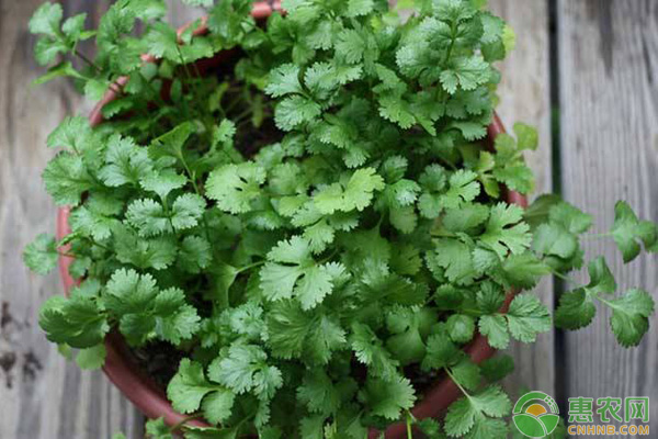 秋天如何盆种香菜？香菜盆栽的种植方法-图片版权归惠农网所有