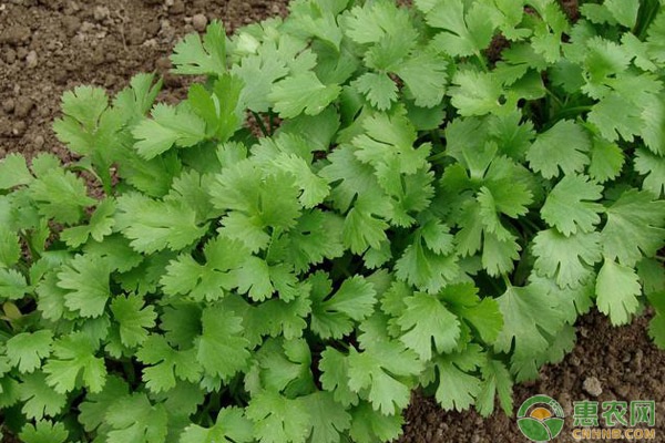 香菜怎么种植？-图片版权归惠农网所有