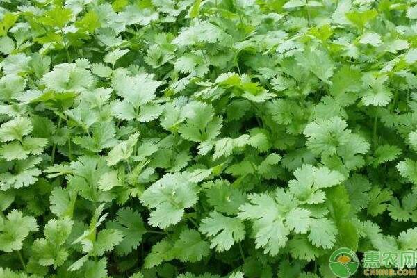 香菜怎么种植？-图片版权归惠农网所有