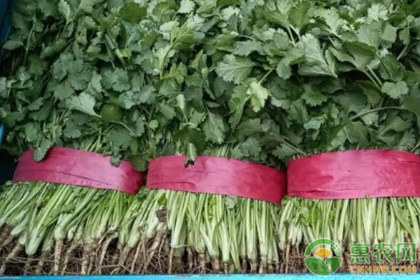香菜什么时候种植最好？-图片版权归惠农网所有