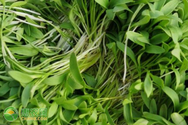 香菜什么时候种植最好？-图片版权归惠农网所有
