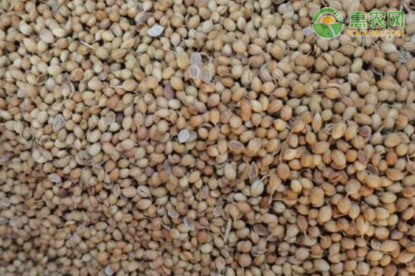 香菜什么时候种植最好？-图片版权归惠农网所有