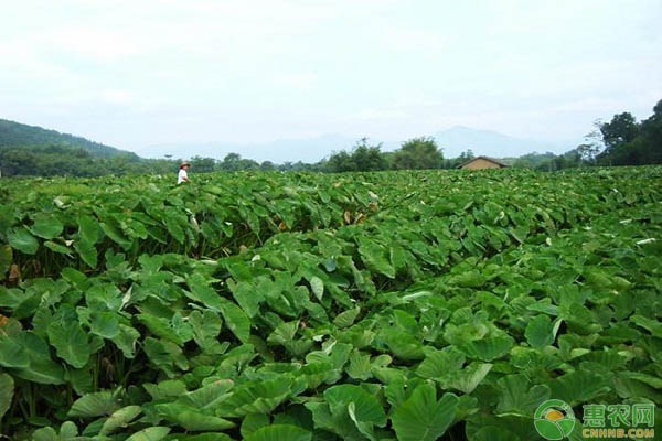 芋头的种植方法和管理要点-图片版权归惠农网所有