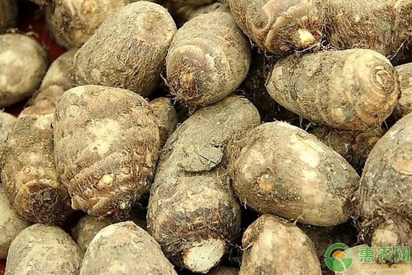 芋头的种植方法和管理要点-图片版权归惠农网所有