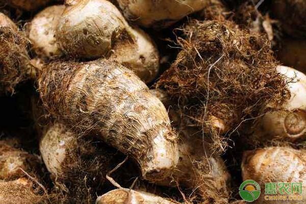 芋头的种植方法和管理要点-图片版权归惠农网所有