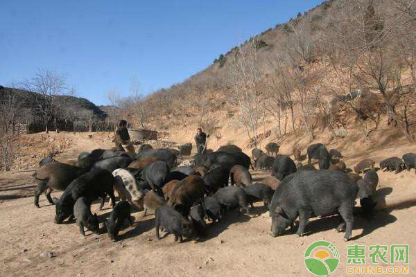 野猪养殖技巧：特种野猪养殖需要解决这三大难题-图片版权归惠农网所有