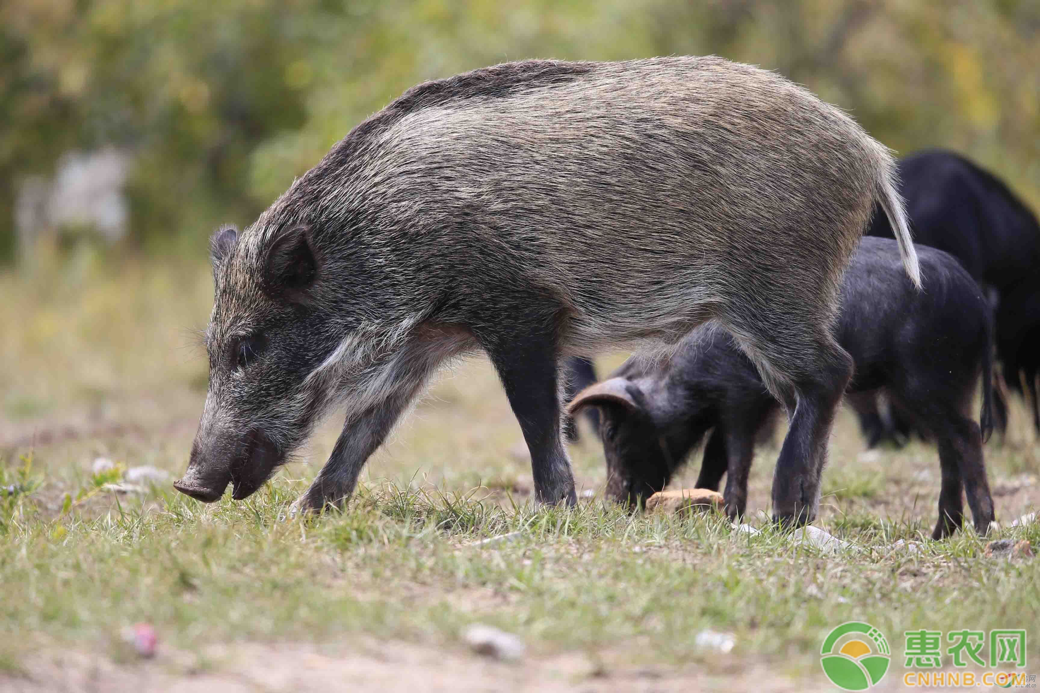 野猪养殖技巧：特种野猪养殖需要解决这三大难题-图片版权归惠农网所有