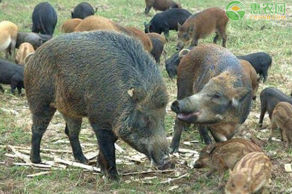 野猪养殖管理技术-图片版权归惠农网所有