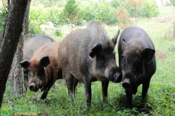 野猪养殖管理技术-图片版权归惠农网所有