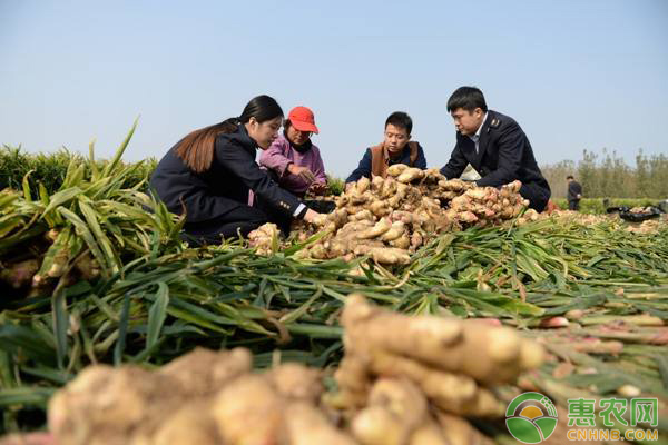 怎么种植生姜？阳台种植生姜的方法和窍门-图片版权归惠农网所有