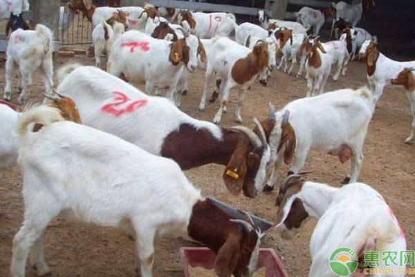 山羊痘怎么预防和治疗？-图片版权归惠农网所有