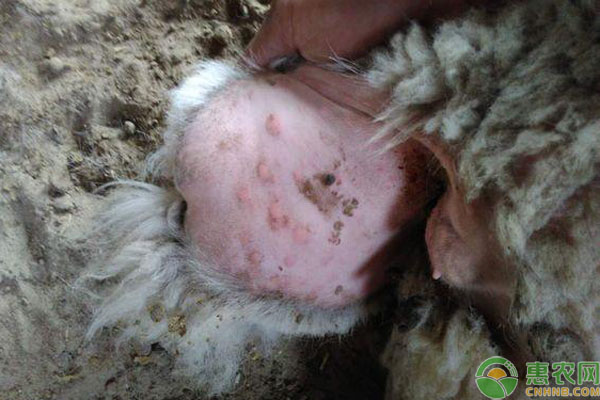 山羊痘怎么预防和治疗？-图片版权归惠农网所有