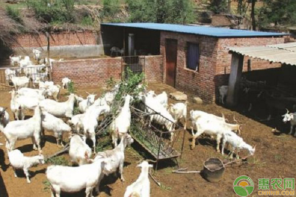 山羊痘怎么预防和治疗？-图片版权归惠农网所有