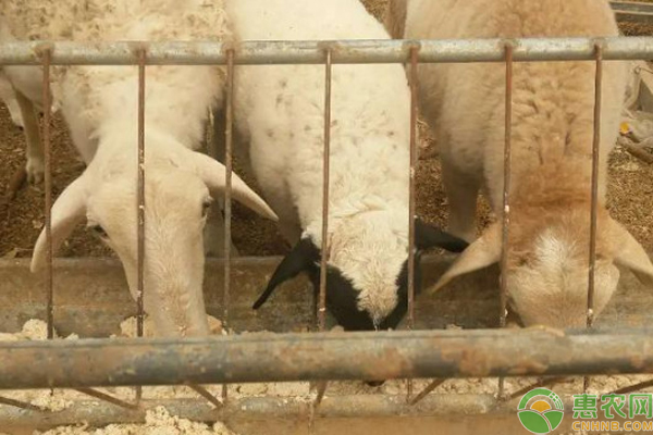 羊腐蹄病的防治方法-图片版权归惠农网所有