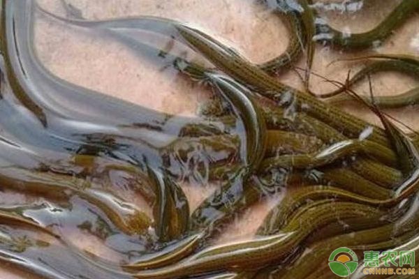 黄鳝要怎么越冬？需注意哪些管理技术？-图片版权归惠农网所有