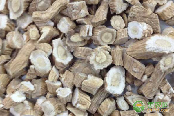 药材中的板蓝根如何种植？-图片版权归惠农网所有