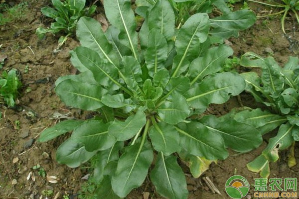 简析板蓝根的基本用途及高效种植技术-图片版权归惠农网所有