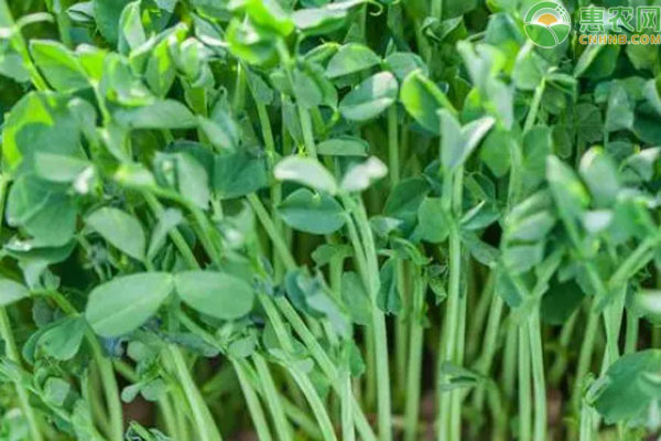 豌豆尖种植技术和时间-图片版权归惠农网所有