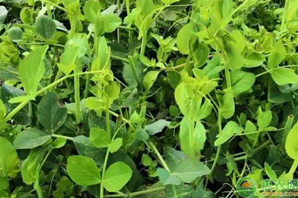 豌豆尖种植技术和时间-图片版权归惠农网所有