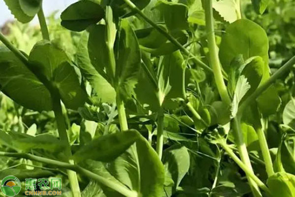 豌豆尖种植技术和时间-图片版权归惠农网所有