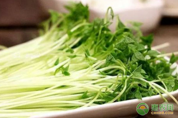 豌豆苗的高产栽培技术-图片版权归惠农网所有