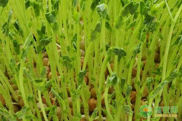豌豆苗的高产栽培技术-图片版权归惠农网所有
