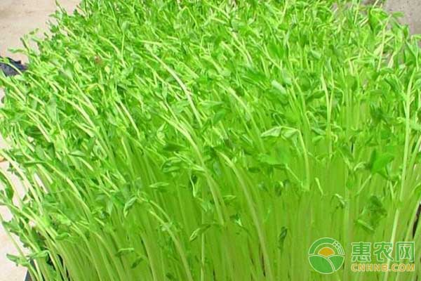 盆栽豌豆苗的种植条件及步骤-图片版权归惠农网所有