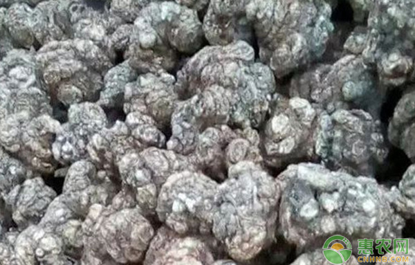 川芎的高产栽培技术-图片版权归惠农网所有