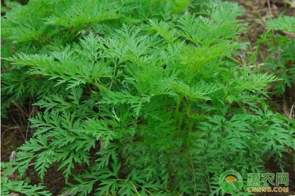 川芎地膜覆盖标准化高产栽培技术要点-图片版权归惠农网所有