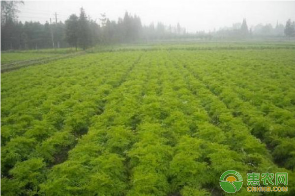 川芎地膜覆盖标准化高产栽培技术要点-图片版权归惠农网所有