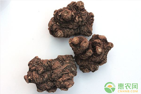 川芎地膜覆盖标准化高产栽培技术要点-图片版权归惠农网所有