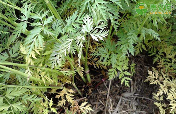 川芎种植技术与栽培管理-图片版权归惠农网所有
