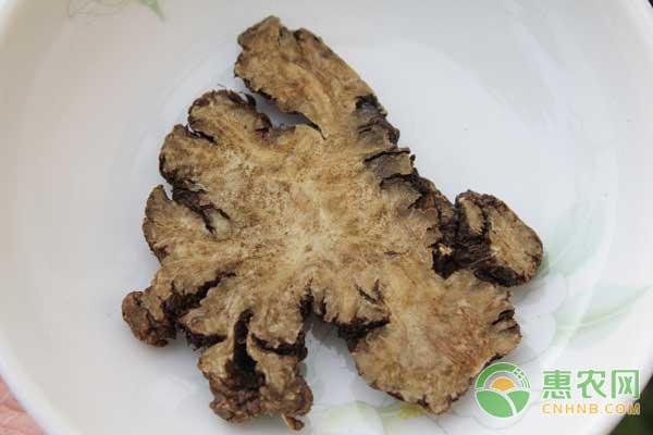 川芎种植技术及种植效益分析-图片版权归惠农网所有