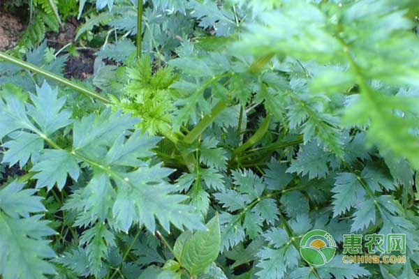 川芎种植技术及种植效益分析-图片版权归惠农网所有