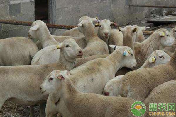 饲羊技术：羊蓝舌病预防措施-图片版权归惠农网所有