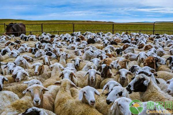 饲羊技术：羊蓝舌病预防措施-图片版权归惠农网所有