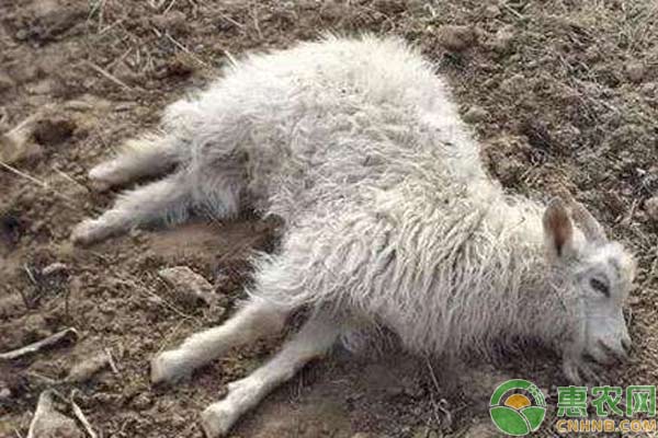 饲羊技术：羊蓝舌病预防措施-图片版权归惠农网所有