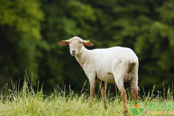 饲羊技术：羊蓝舌病预防措施-图片版权归惠农网所有