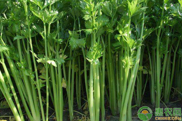 小香芹什么时候是播种时间？-图片版权归惠农网所有