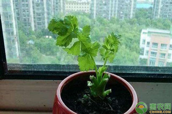 芹菜 芹菜不用种子就能种植?芹菜的菜根种植方法-图片版权归惠农网所有