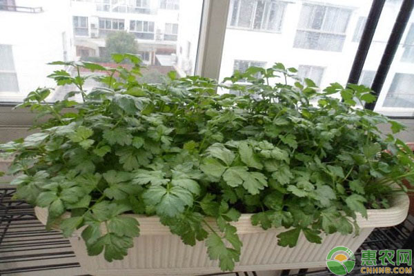 芹菜菜根种植 芹菜不用种子就能种植?芹菜的菜根种植方法-图片版权归惠农网所有