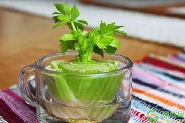 芹菜菜根种植方法 芹菜不用种子就能种植?芹菜的菜根种植方法-图片版权归惠农网所有