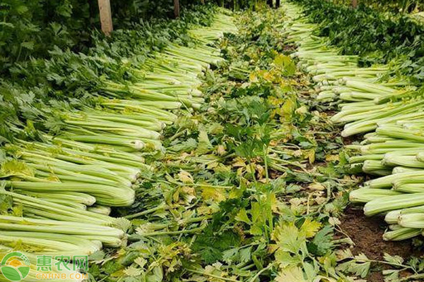 大棚芹菜用滴灌还是用喷灌？-图片版权归惠农网所有