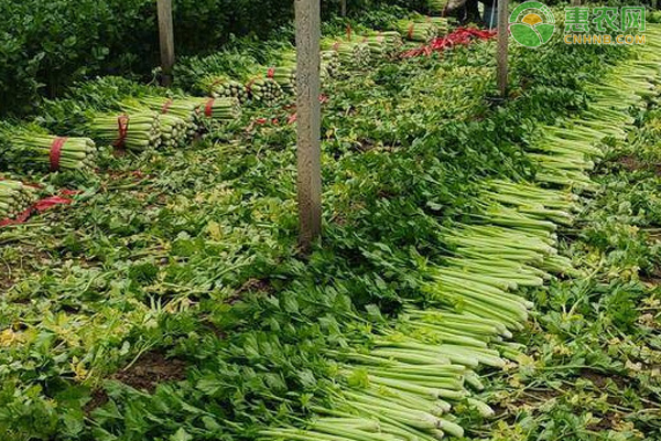 大棚芹菜用滴灌还是用喷灌？-图片版权归惠农网所有