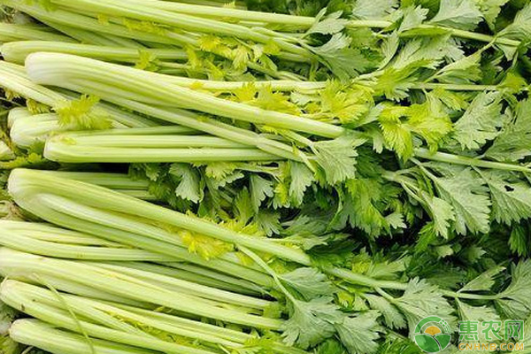 大棚芹菜用滴灌还是用喷灌？-图片版权归惠农网所有