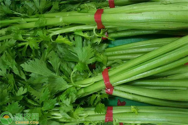 种植芹菜能使用尿素么？芹菜施肥方法-图片版权归惠农网所有