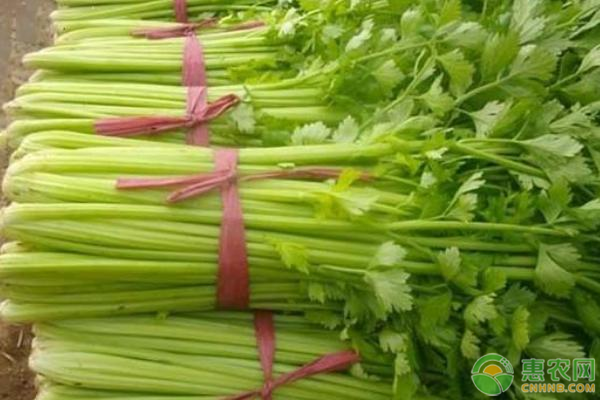 种植芹菜能使用尿素么？芹菜施肥方法-图片版权归惠农网所有
