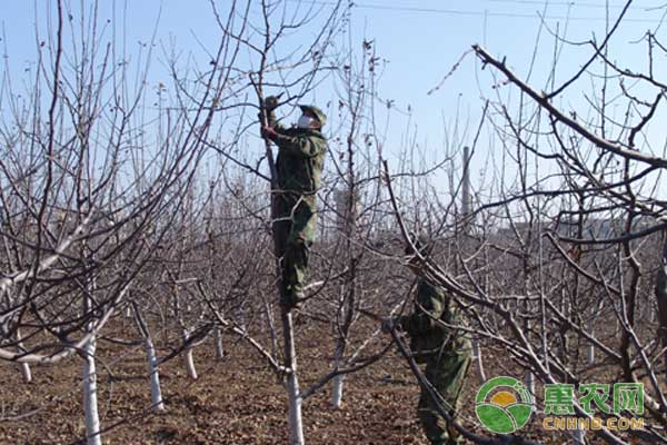 冬季如何修剪苹果树？-图片版权归惠农网所有